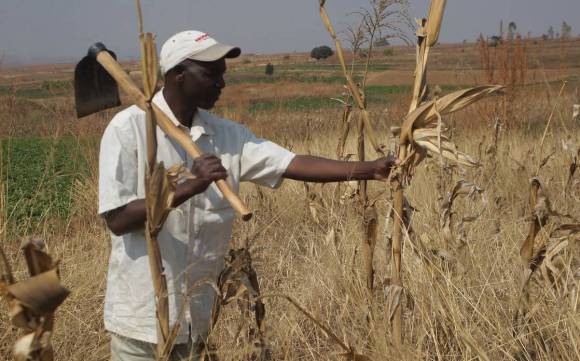 Cuanza-Sul: Seca ameaça colheitas e agrava fome na região Cuanza-Sul: Seca ameaça colheitas e agrava fome na região